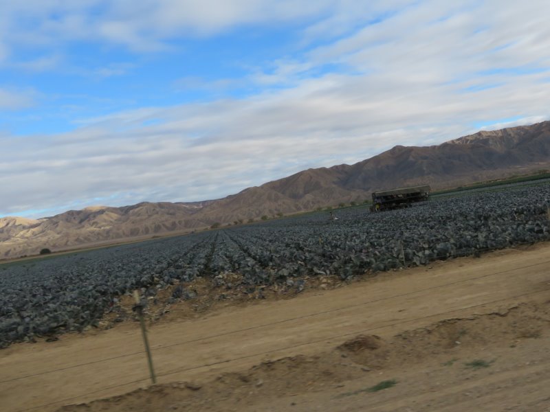 Picking cabbages at Maricopa